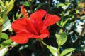 Bright red hibiscus flower in a sunny garden with green leaves nearby.