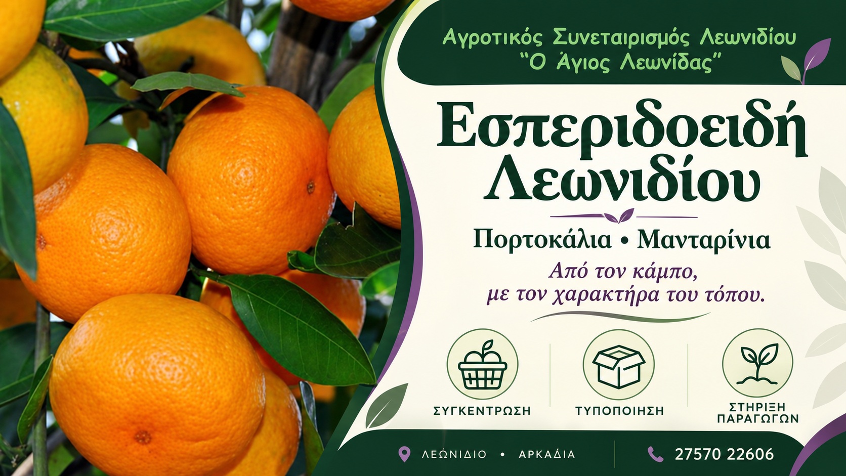 Τοπικά προϊόντα Λεωνιδίου | Αγροτικός Συνεταιρισμός «Ο Άγιος Λεωνίδας» | Εσπεριδοειδή | Magic Lamp Τοπικά προϊόντα Λεωνιδίου | Αγροτικός Συνεταιρισμός «Ο Άγιος Λεωνίδας» | Εσπεριδοειδή