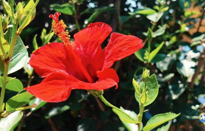 Bright red hibiscus flower in a sunny garden with green leaves nearby.